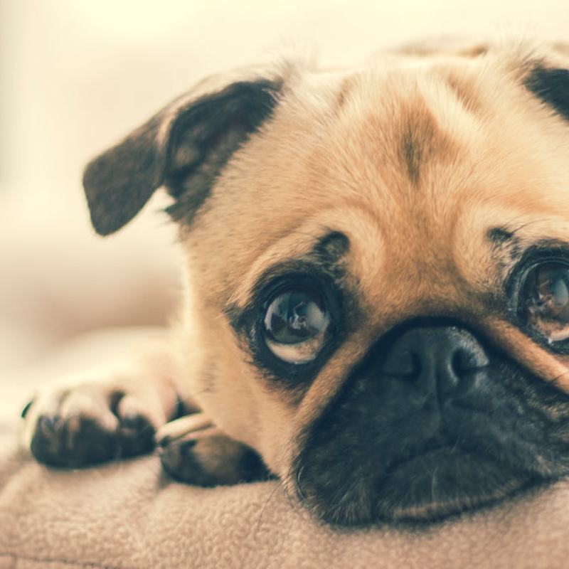 Cushioned Dog Bed