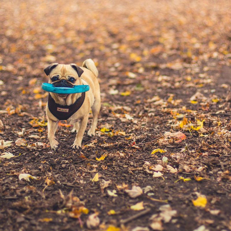 Fetch Disc