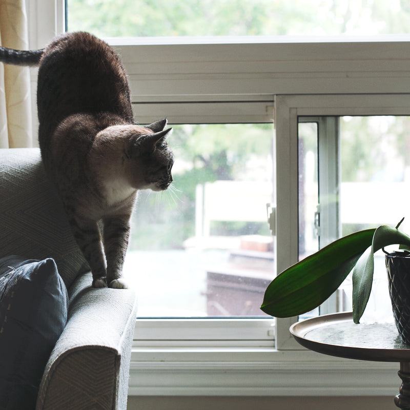 Window Cat Perch